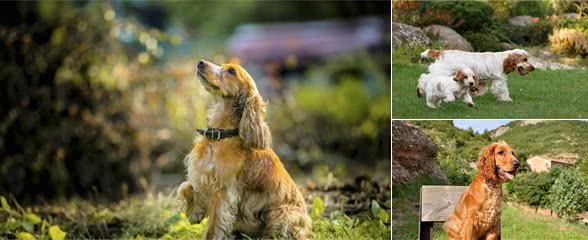 可卡犬分美卡和英卡，可为什么都不养英卡犬？