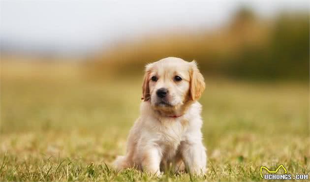 金毛幼犬能够吃火腿肠吗金毛幼犬吃什么好