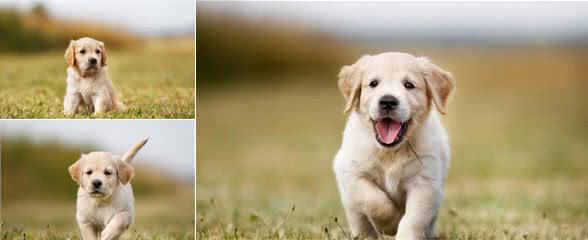 金毛幼犬能够吃火腿肠吗金毛幼犬吃什么好
