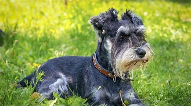 纯种雪纳瑞犬和串串雪纳瑞犬，能够看这5点区分，你学会了吗？