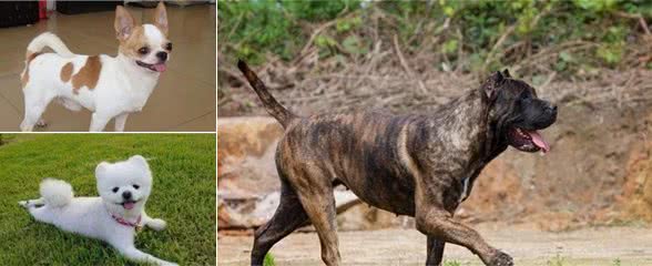 对人最不友善的5种狗狗，博美犬在内，第五种会攻击主人