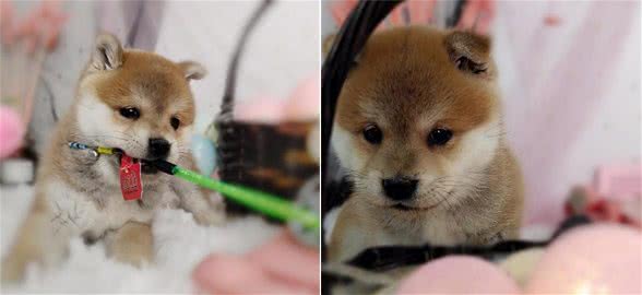 狗狗挤肛门腺的方法