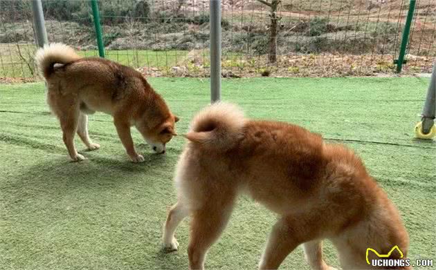 带狗出游需谨慎：路边野蘑菇其实不适合狗狗食用