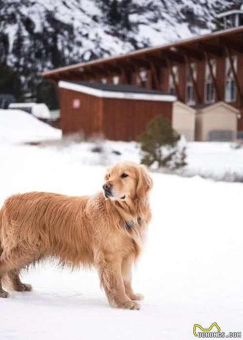 狗狗换毛的时候要喂什么犬粮？5大挑选要素你要重点关注