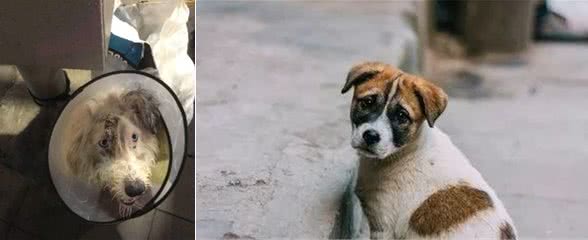 受伤古牧犬被弃街头，主人只留下一封信