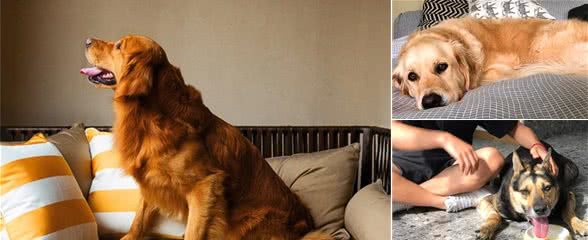 爱犬患上糖尿病，铲屎官能做些什么？营养护理了解一下