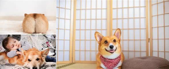 原来柯基犬优点也不少，网友：真想养一只！