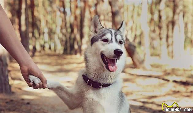 关于撒手没的哈士奇犬，我有话要说！