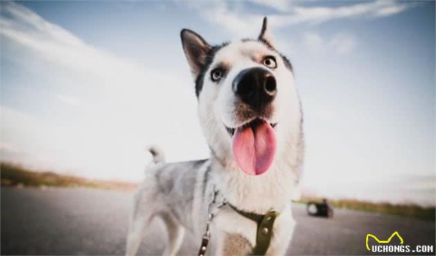 关于撒手没的哈士奇犬，我有话要说！