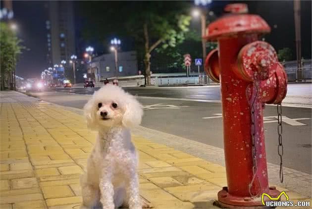 狗狗走丢后有6种办法寻找主人，但请主人出门一定得牵好狗绳