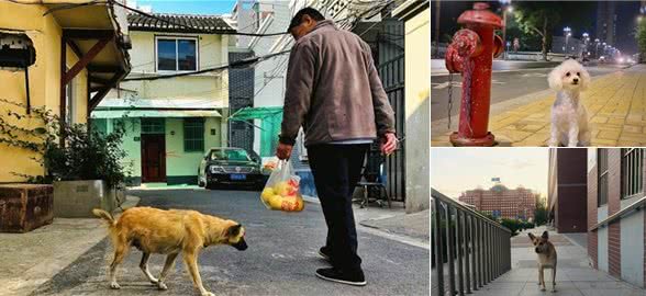 狗狗走丢后有6种办法寻找主人，但请主人出门一定得牵好狗绳