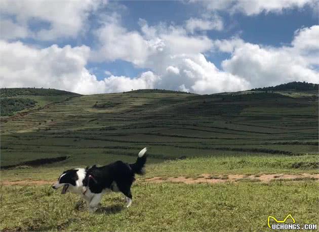 带着狗狗去旅行……