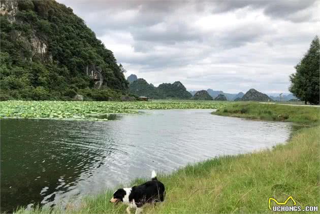 带着狗狗去旅行……