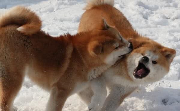 秋田犬会咬人吗怎么训练秋田犬不咬人