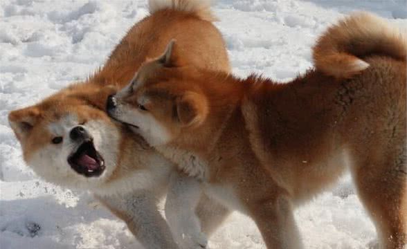 秋田犬会咬人吗怎么训练秋田犬不咬人