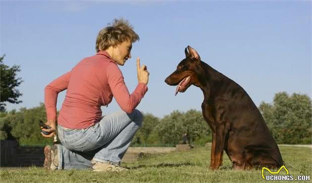 训犬师：狗狗脱敏训练的“三板斧”，是新手训犬的最基本方法