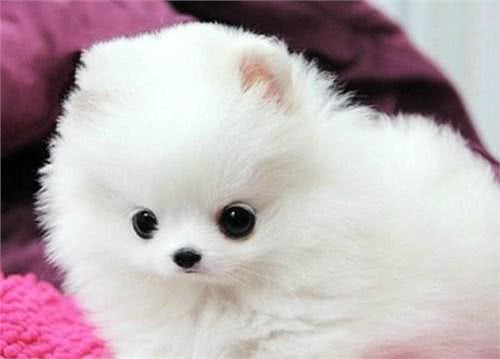 犬毛发容易打结？教你一招，犬毛发蓬松，光亮又顺滑还有香味