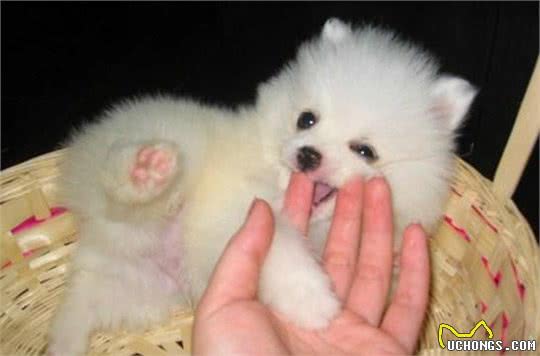犬毛发容易打结？教你一招，犬毛发蓬松，光亮又顺滑还有香味