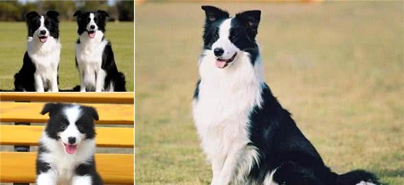 都说边境牧羊犬聪明，它们究竟有多聪明呢