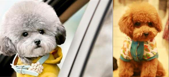 泰迪犬应当怎么养？新手刚开始养泰迪犬的时候应当注意什么？