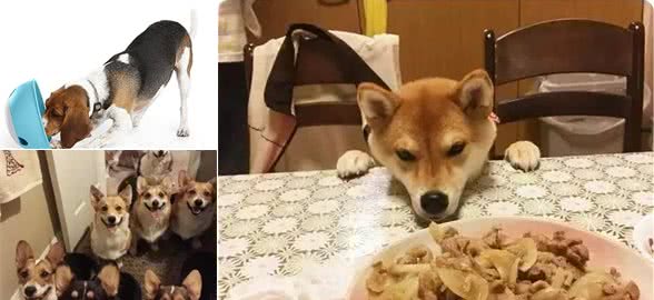 不外传的训练狗狗吃饭绝招网友：超实用