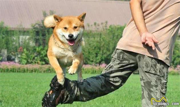 专家说，要是犬有这几个特征，说明特别忠诚