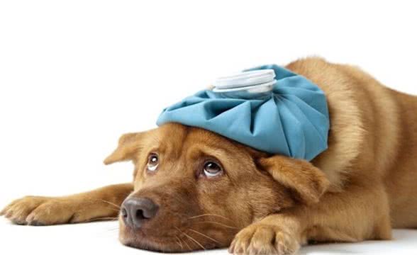 狗狗常见的生病症状都有哪些？养狗朋友快收藏起来