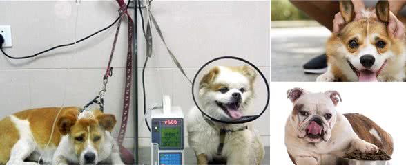 犬拉稀不要怕，这里给您整理出拉稀的八大原因以及应对措施