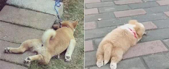 狗狗第一次出门不愿走怎么办？