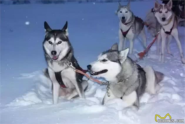 冰雪英雄哈士奇犬不应生活在笼子里，别忘了他叫西伯利亚雪橇犬