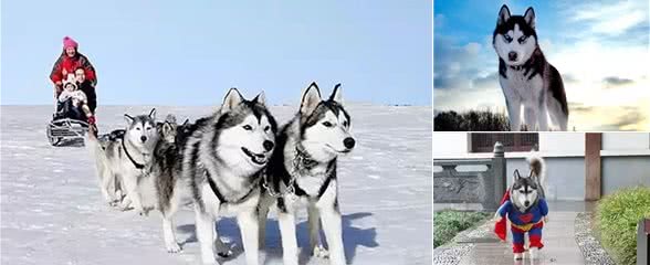 冰雪英雄哈士奇犬不应生活在笼子里，别忘了他叫西伯利亚雪橇犬