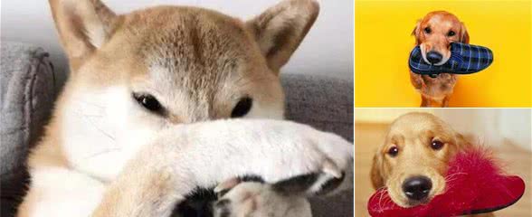为什么狗狗爱咬你“鞋子”？原因有6个，网友：它就喜欢这味