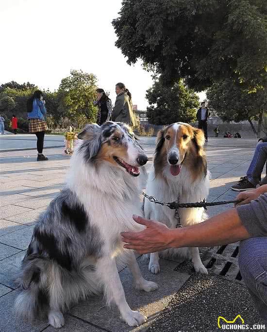 苏格兰牧羊犬小小眼睛很温顺