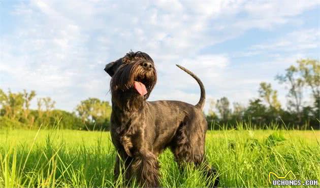 防过敏犬种-对犬过敏又想养个毛孩的福利