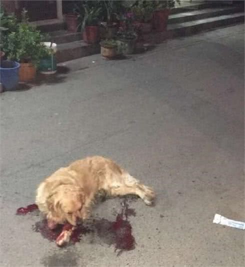 黄金猎犬在马路上差点被主人活活打死