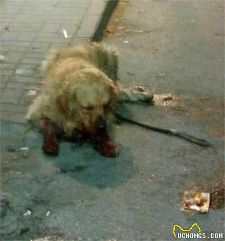 黄金猎犬在马路上差点被主人活活打死