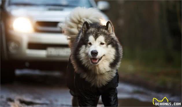 犬癫痫，一起来认识一下吧