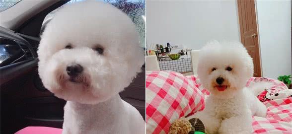 狗狗不幸去世,主人伤心欲绝,此时如何处置遗体