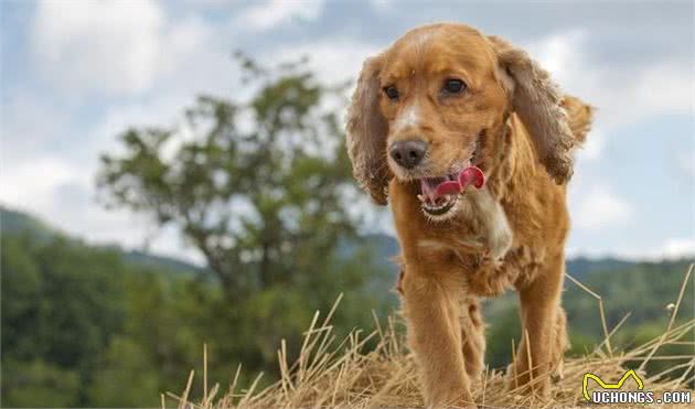 辟谣：干犬粮一无是处？不会养狗的人材这样说，一文告诉你为什么