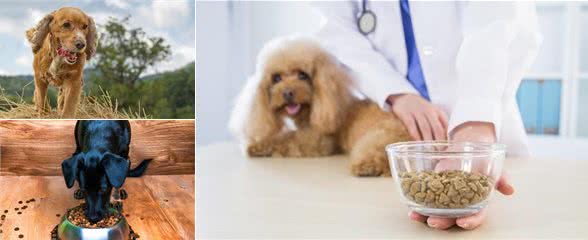 辟谣：干犬粮一无是处？不会养狗的人材这样说，一文告诉你为什么