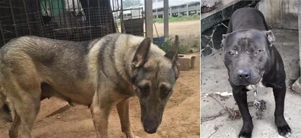 日本狼青的克星中华板凳犬