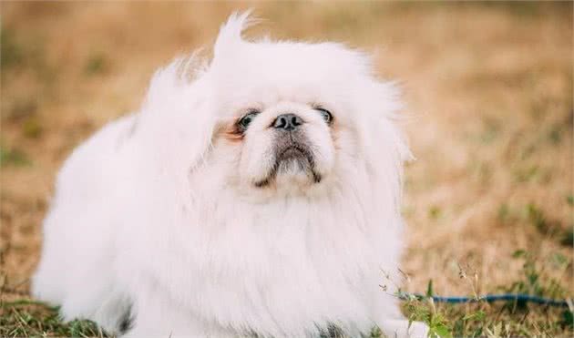 北京犬，享尽荣华富贵的中国犬