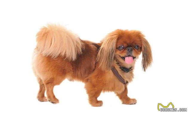 北京犬，享尽荣华富贵的中国犬