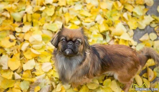 北京犬，享尽荣华富贵的中国犬