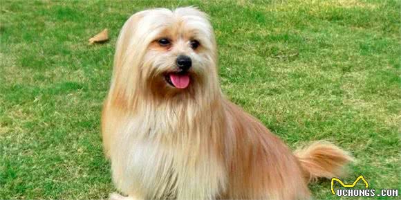 北京犬，享尽荣华富贵的中国犬