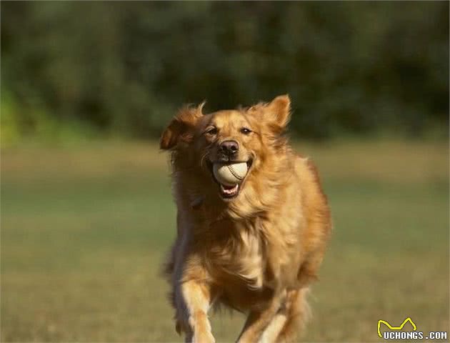 想买纯种的金毛犬，不妨按照小编的挑选标准来，起码不会被商贩坑