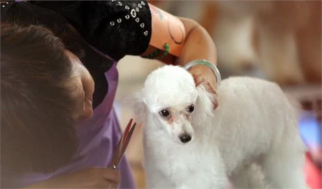 这才是给“泰迪犬修毛”的正确方法，学会了，狗狗就能够美美哒