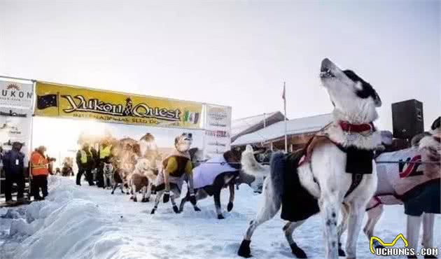 放过可怜的雪橇犬吧！再次呼吁抵制“狗拉雪橇”！