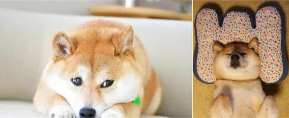 为什么推荐养柴犬？养柴犬有什么好处？