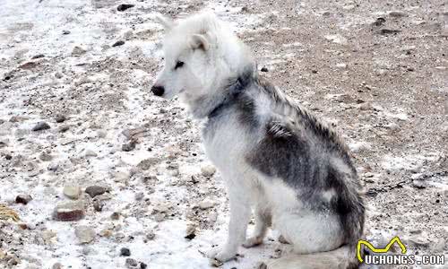 除了雪橇三傻，这6种狗也是很棒的雪橇犬，最后1种还降服过南极